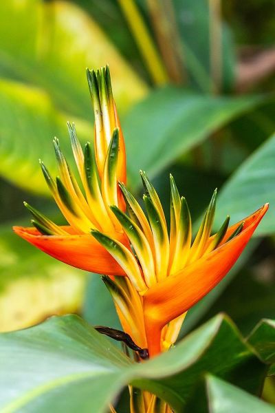 Caribbean-Trinidad-Asa Wright Nature Center Bird of paradise blossom